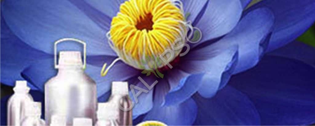 Blue Lotus Absolute Oil Benefits